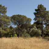 Muoviamo i nostri primi passi su un sentiero che si fa largo tra la vegetazione incolta, "sorvegliati" a distanza da alti pini piantati tra gli anni 40 e 50 del Novecento